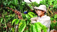 Coffee exports to US rise in value