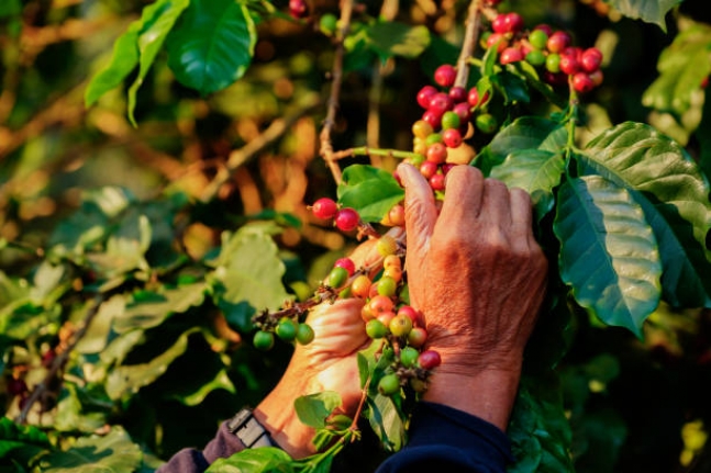 Prices for Arabica coffee in July 2021 surged to the highest levels since November 2014