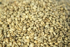 Robusta greed 1 screen 18