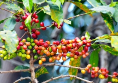 Vietnam&rsquo;s March Coffee Exports Rise To 160,000 T