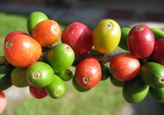 Coffee premiums narrow in Vietnam but rise in Indonesia