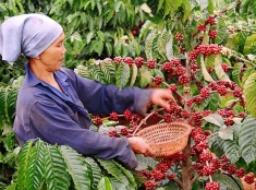 Export coffee price at 3-year high