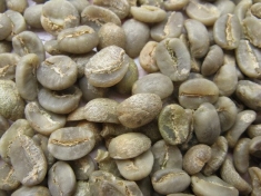 Arabica G1S16