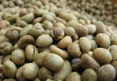 Robusta greed 2 screen 13