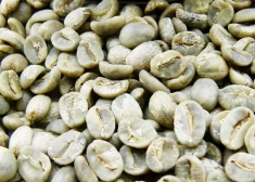 Arabica G1S18