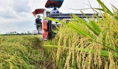 Industrial development vital for Mekong Delta