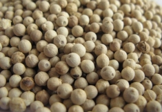 White pepper