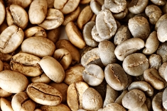 Robusta greed 1 screen 16