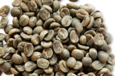 Arabica G1S13