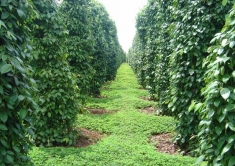 Vietnam To Boost 2016 Pepper Exports By 13%