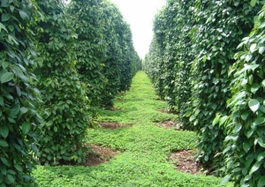 Vietnam To Boost 2016 Pepper Exports By 13%