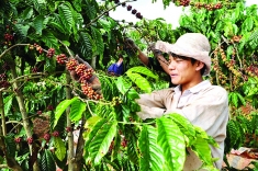 Coffee exports to US rise in value